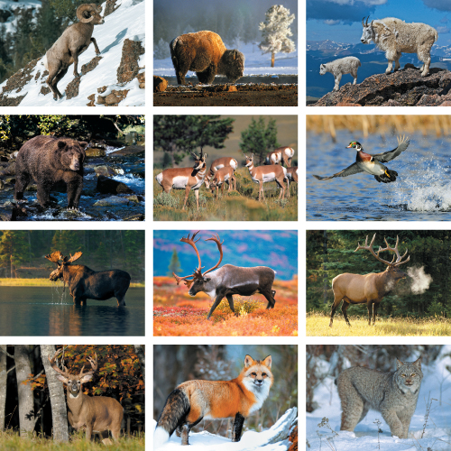 Personalized Wildlife Calendar - Wildlife #803