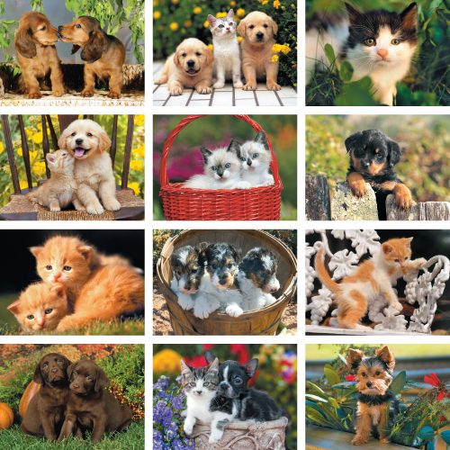 Personalized Kitten Calendar - Four Paws #810
